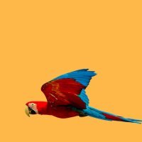 flying ara parrot