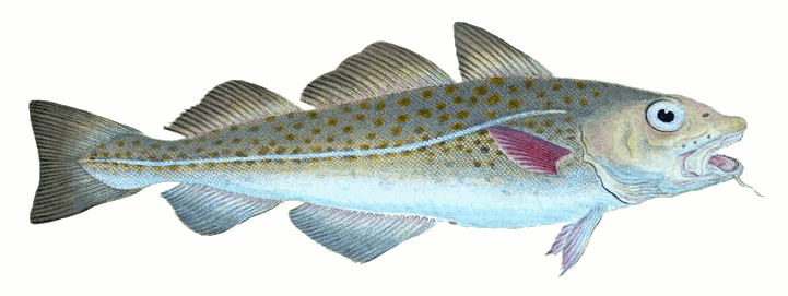 Common Cod fish Gadus morhua